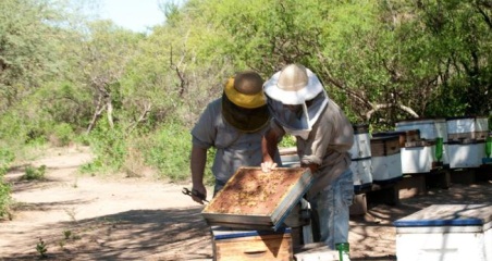 apicultura cordoba